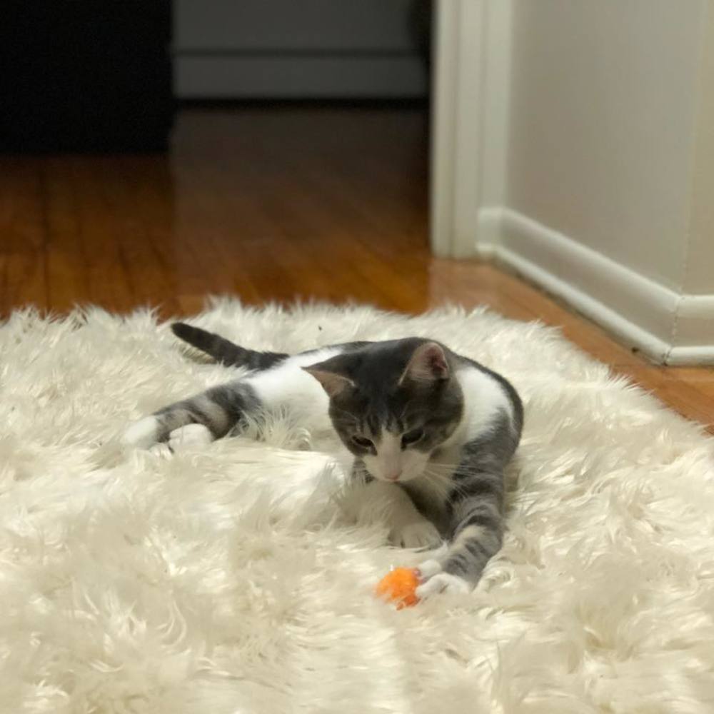 Meet your Posher, James